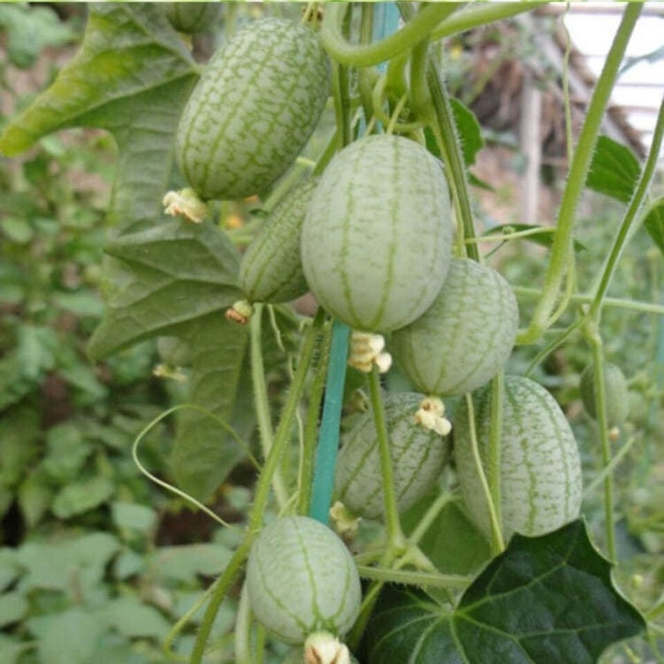 ORGANIC SEEDS 20 Cucamelon Melothria Scabra MINI WATERMELON BIO Non-GMO