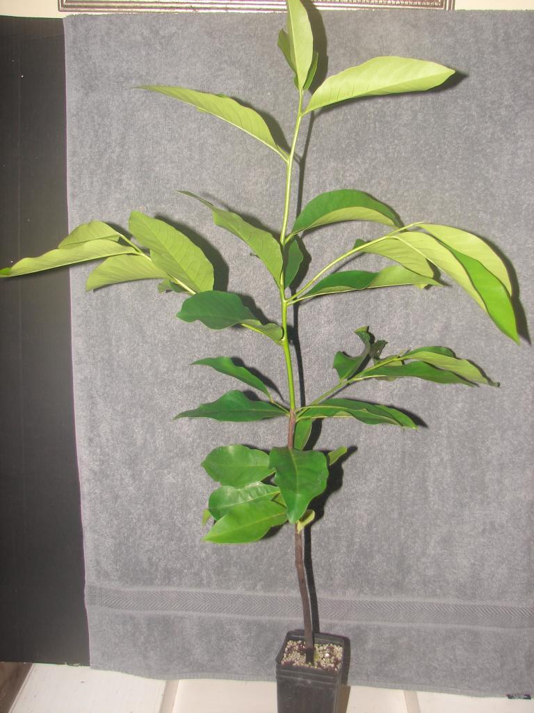 ~BLACK SAPOTE~ Diospyros digyna Chocolate Pudding Tree FRUIT TREE XXL 36-48+in