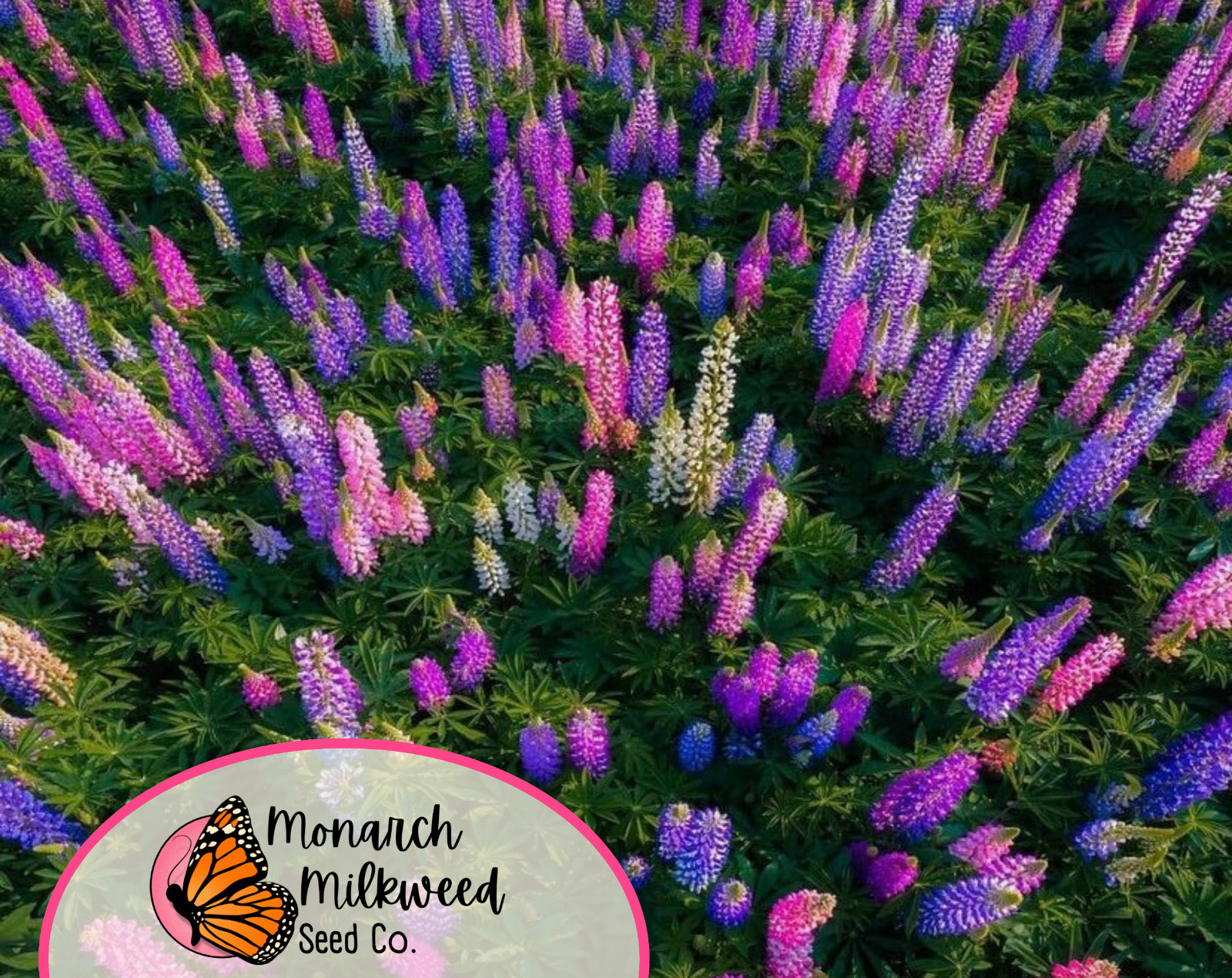 140+ Lupine ‘Russell’ Seeds | Perennial Flower Garden Plant Seed Packet, USA