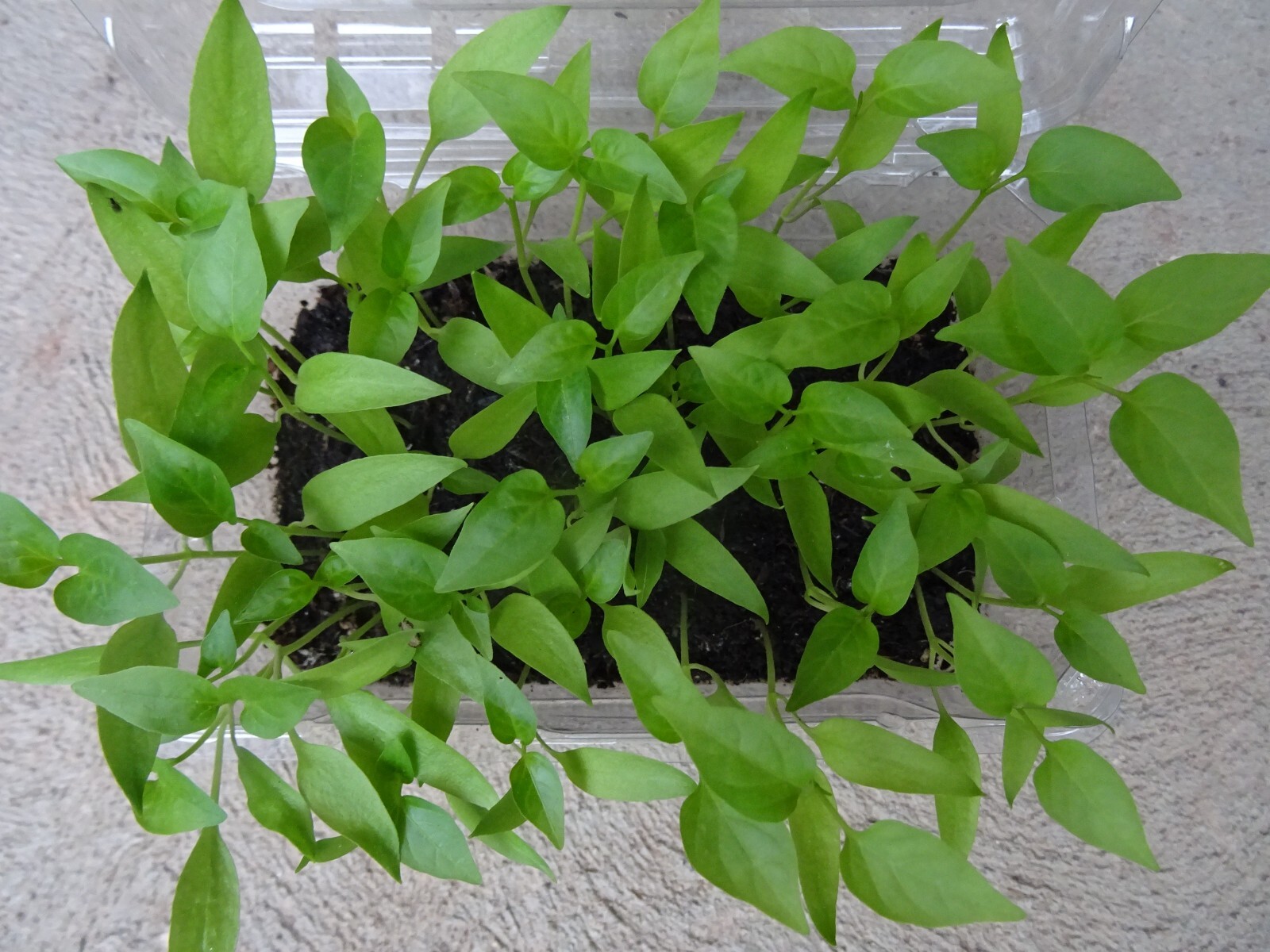Red Chili Pepper ROKITA Semi-hot 30 seeds Polish Heirloom Organic from 2023
