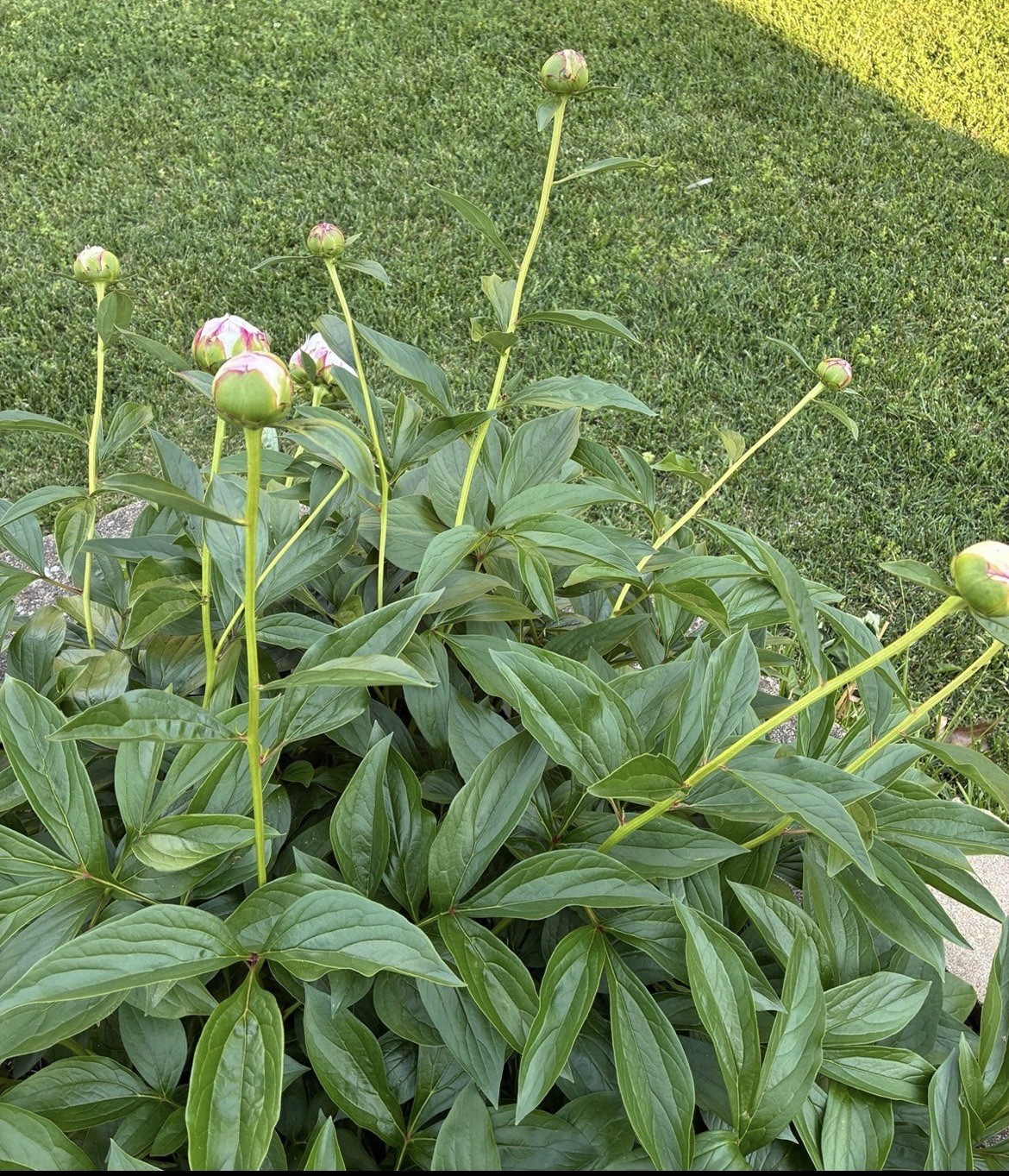 Peony SARAH BERNHARDT Pink Double Petal 1 Live Flower Plant Bush Bare Root