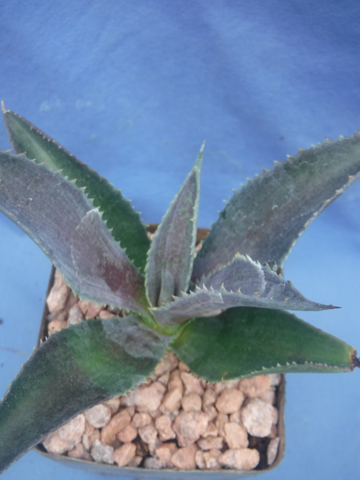 Silver Fox Mangave STARTER Plant Agave & Manfreda Hybrid Silver When Mature 4″+!