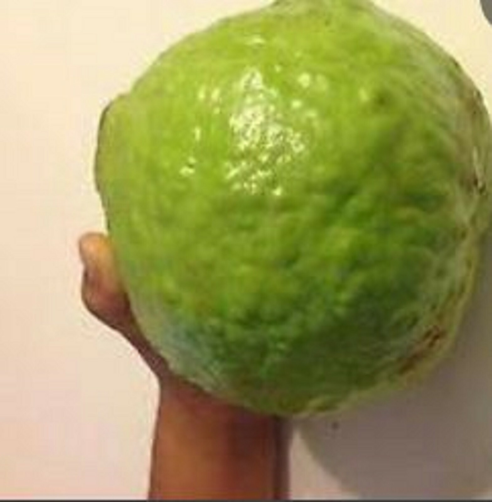 RARE GIANT GUAVA Fruit plant Tree 10 SEEDS – Combined Shipping ( USA seller )
