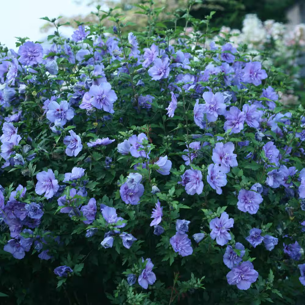 2 Gal. Blue Chiffon Rose of Sharon (Hibiscus) Plant with Blue Flowers