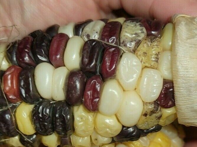 35+ ORGANIC Sweet Corn seeds Festivity USA-Grown NC. multicolor. Colored. Indian