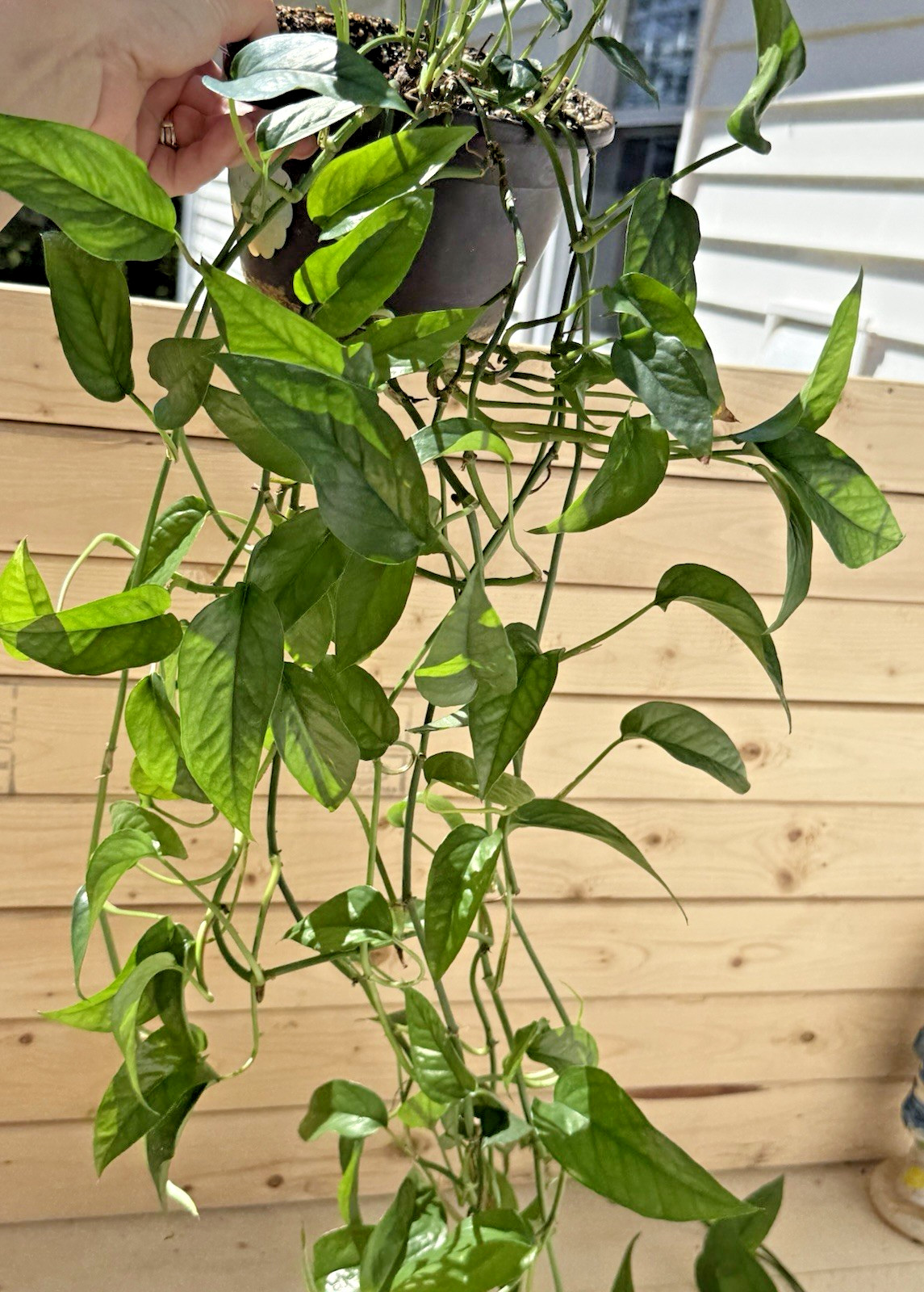 Skeleton Key Epi – Rooted in 6 inch Hanging Pot – Trailing! So Long!