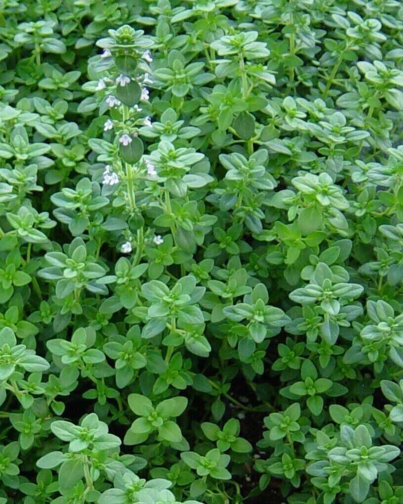 2000++ Organic Common Thyme Herb Seeds, Thymus vulgaris, NON-GMO, 2024 Season