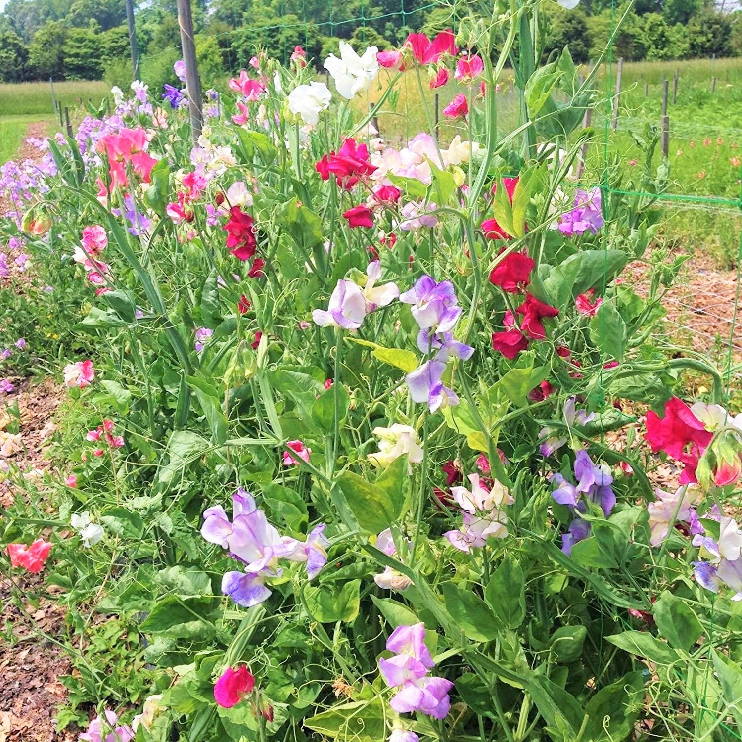 Royal Mix Sweet Pea Seeds | Fragrant Red Pink Rose Garden Vine Flower Seed 2024