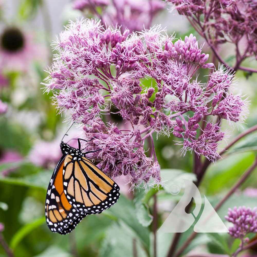 Joe Pye Weed SWEET Perennial Fall Planting Pollinators Butterflies USA 300 Seeds