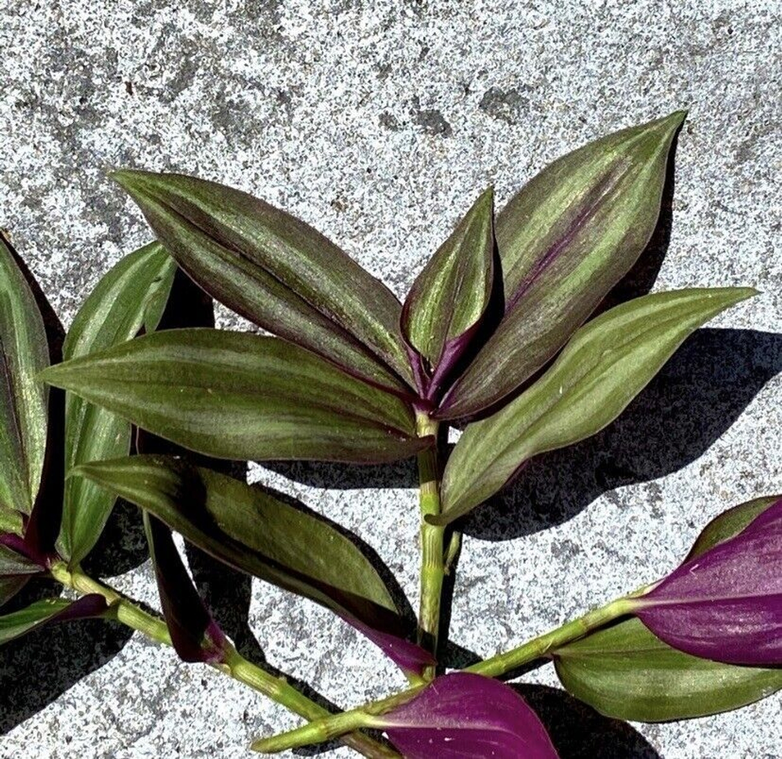 10 Wandering Jew UNROOTED Cuttings Tradescantia Zebrina Cuttings Purple Silver