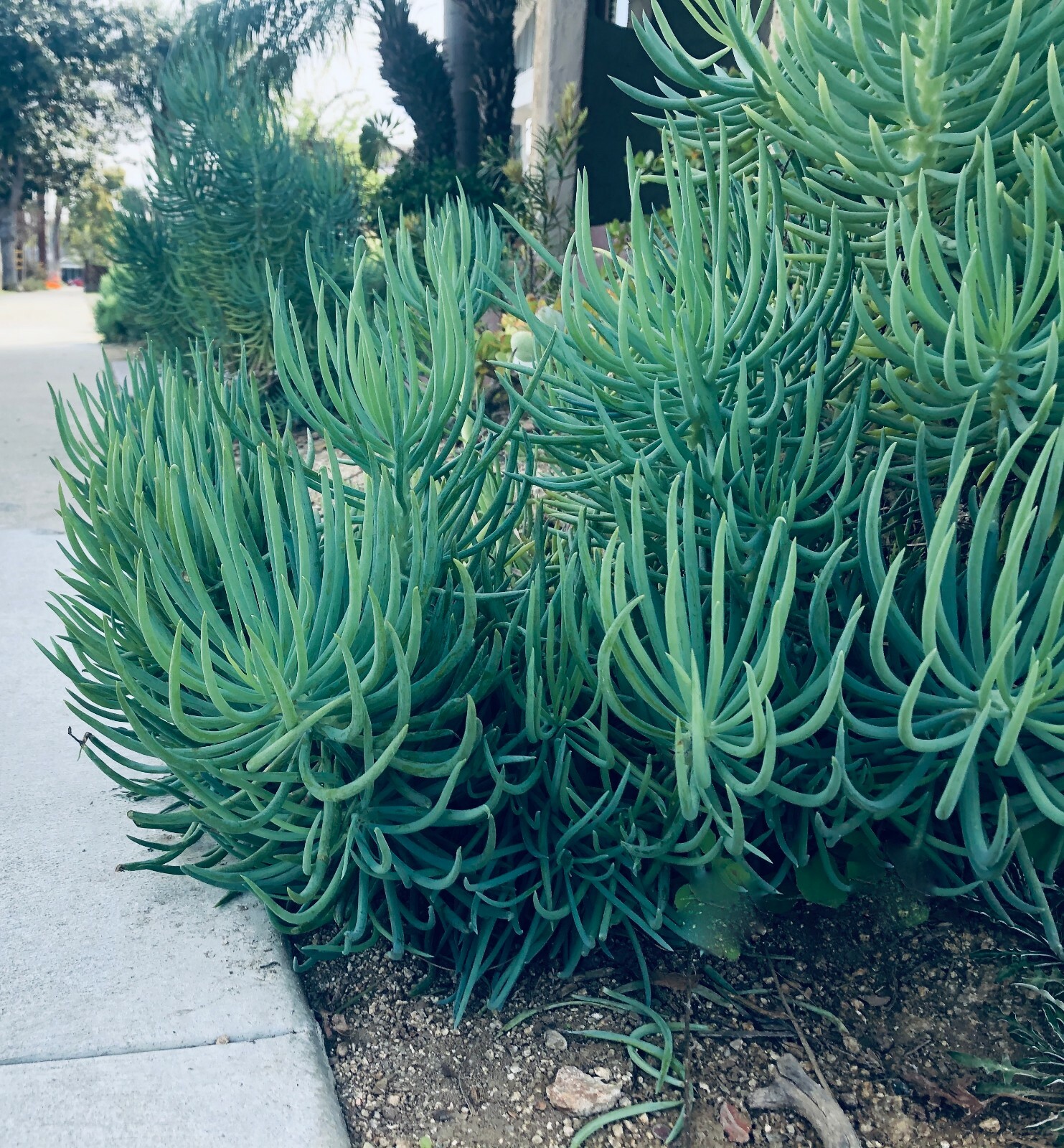 Blue Serpents Chalk Fingers Senecio Vitalis Succulent Plant Huge 6″ Cutting