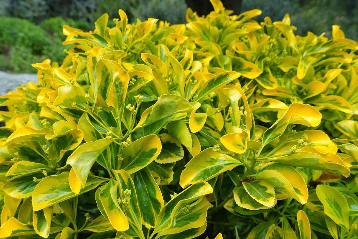 Golden Euonymus, Euonymus Fortunei – 10 Cuttings – USA