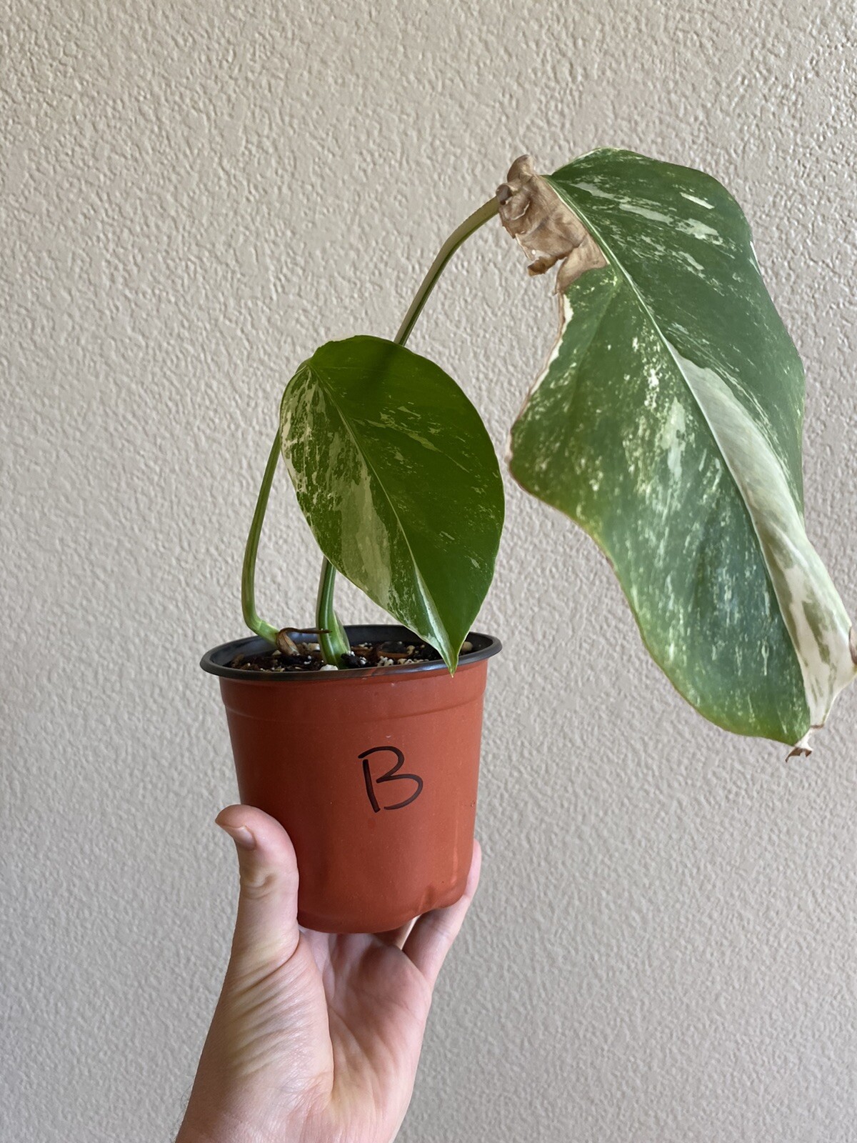 Variegated Monstera Albo Borsigiana – See Description – Available: A, B, D, E