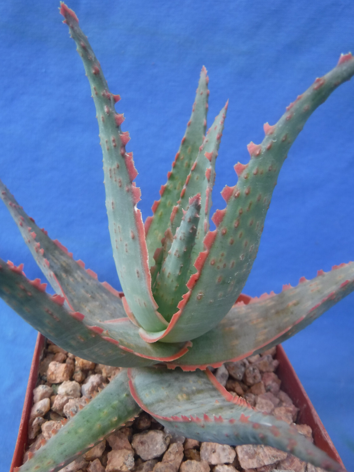 Aloe Hybrid KG “Dental Work” Great Colors/Texture Succulent 3″ to 4″ Wide 3″ Pot