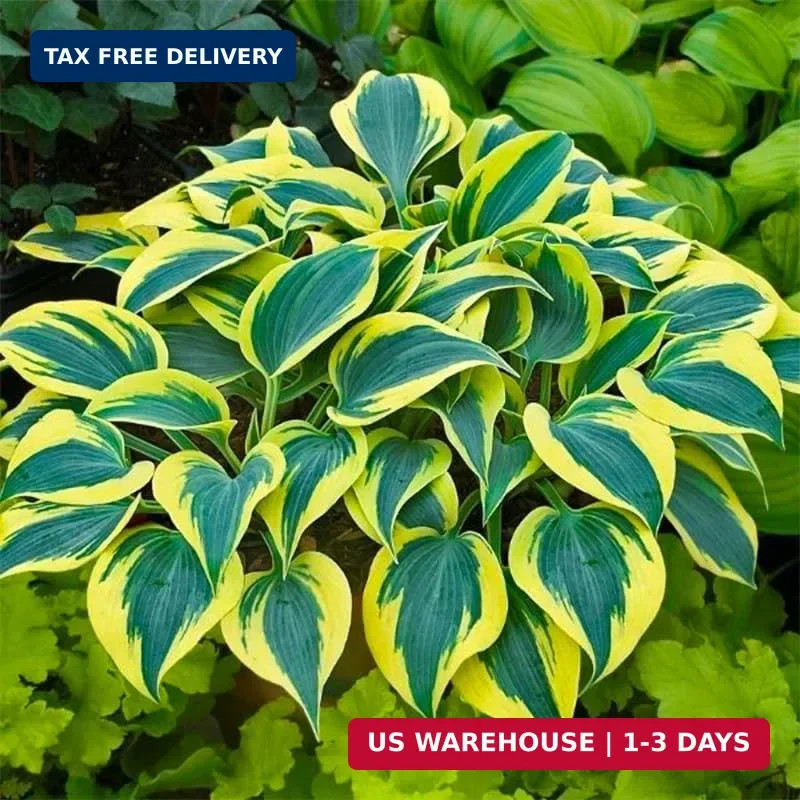 220+ Mix Hosta Seeds for Planting – Shade Tolerant, Perennial Foliage Plant, Ide