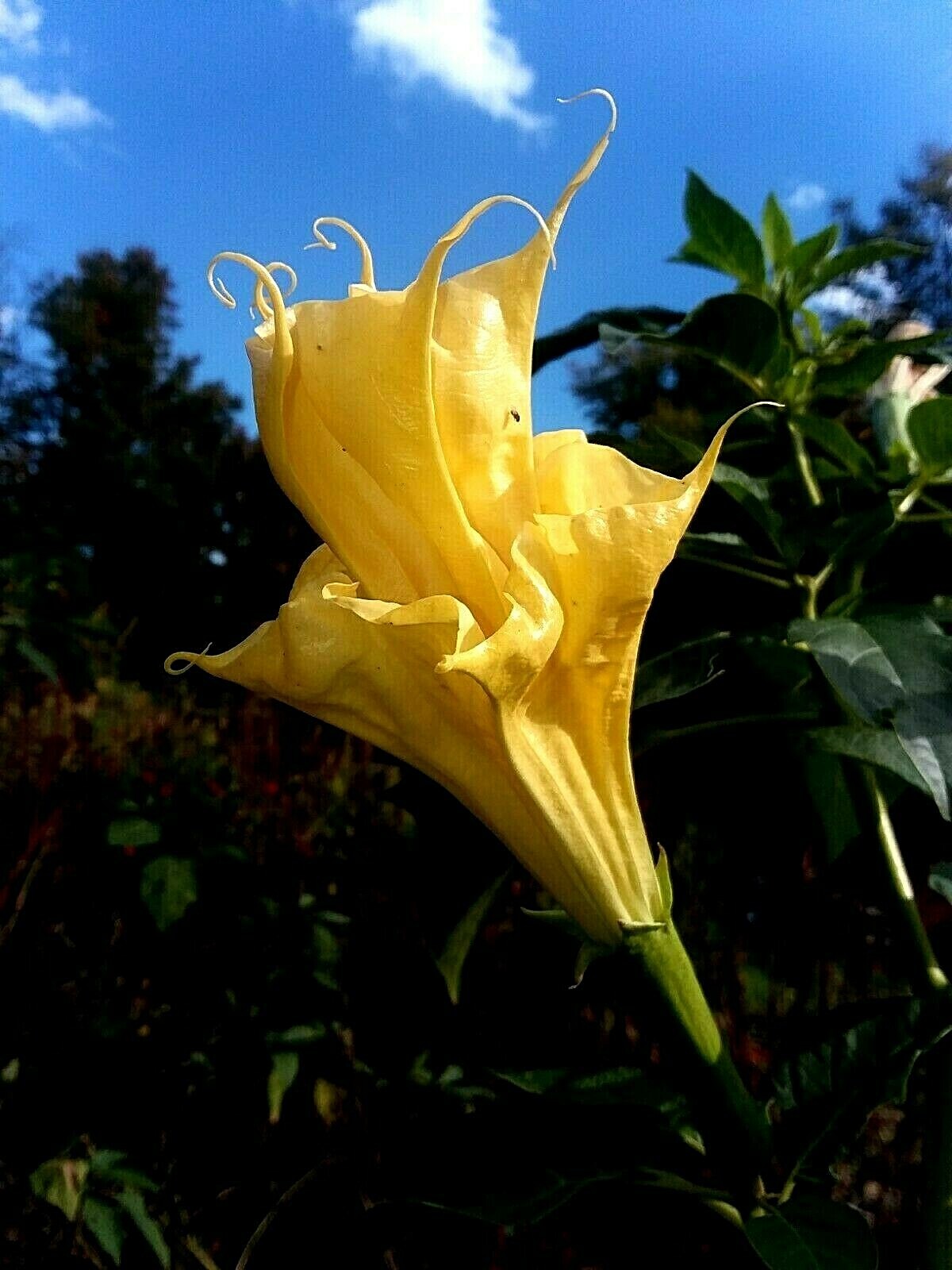Ballerina Yellow Devil Trumpet -Datura 10 Seeds Double & Triple Flowers Comb S/H