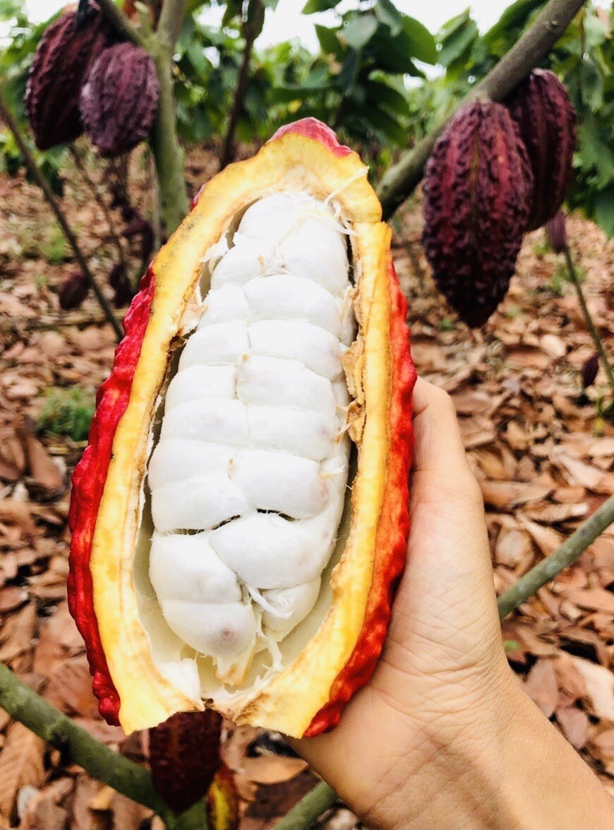 1 PACK PREMIUM FRESH WHOLE COCOA POD EXOTIC FRUIT HAND PICKED FREE SHIPPING