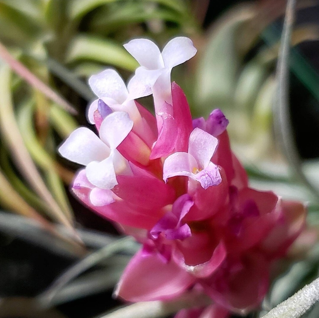 2 Year Supply Air Plant Food, Fertilizer For Beautiful Tillandsia