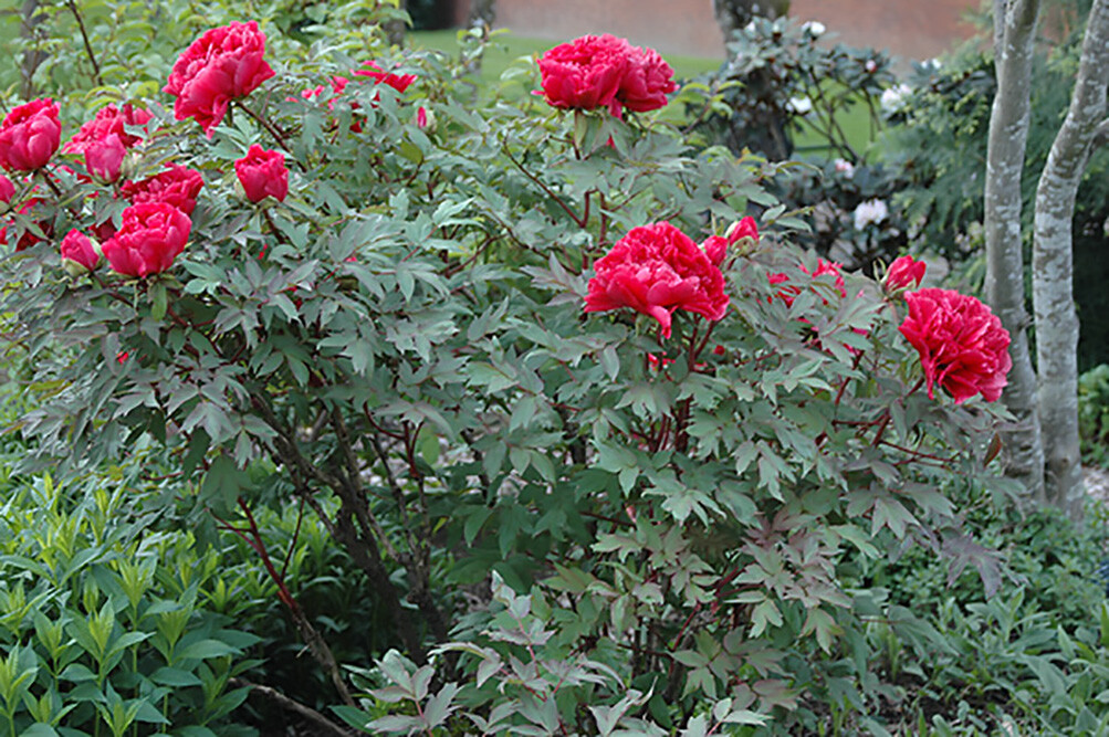 Tree Peony, Paeonia suffruticosa, Seeds