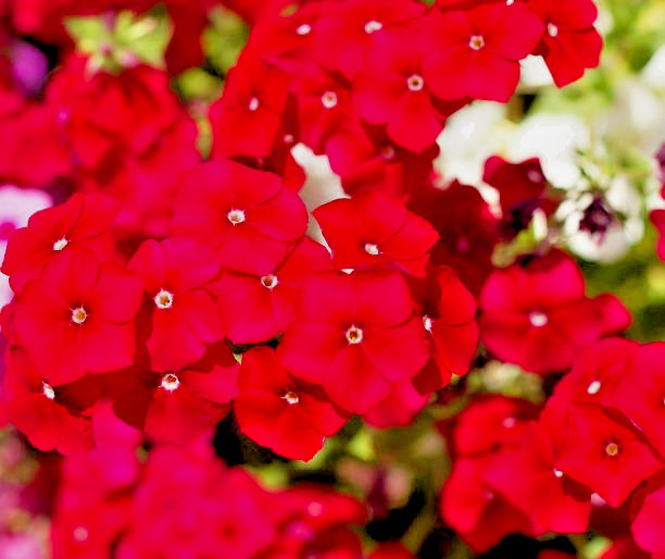 200 RED DRUMMOND PHLOX SEEDS | 2026 SALE FREE SHIPPING NON GMO