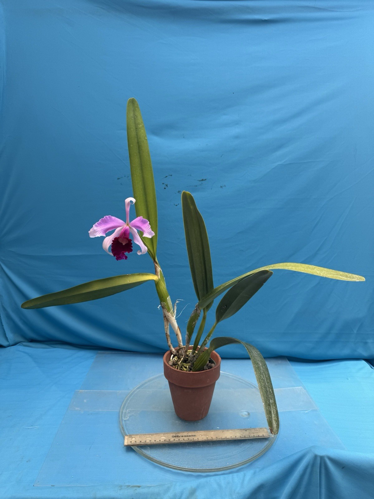 Cattleya purpurata gilbert X Atropurpurea Fragrant Orchid Species 4” Pot (CJ08)