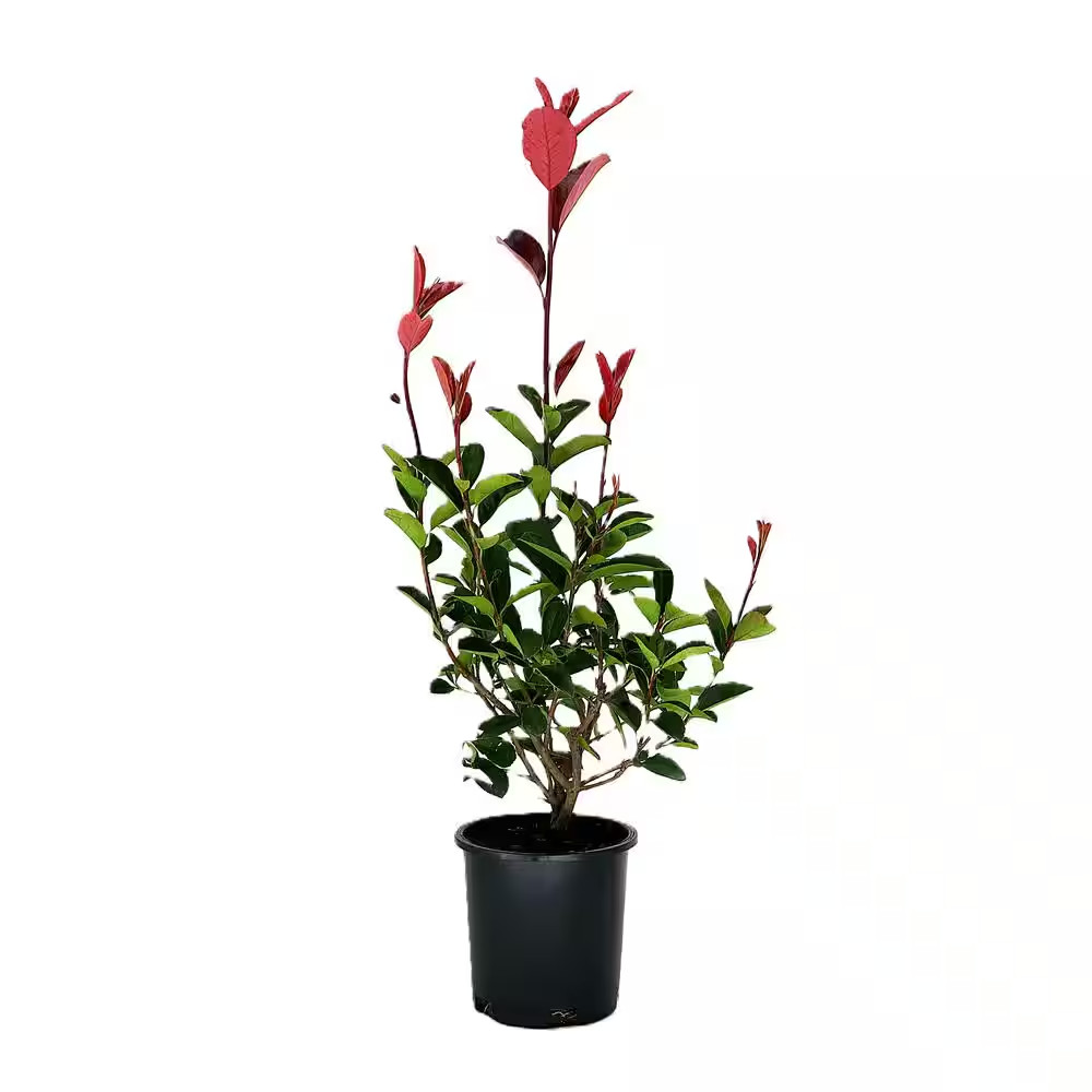 2.5 Qt. Red Tip Photinia (Photinia X Fraseri) Evergreen Shrub with Fragrant Whit