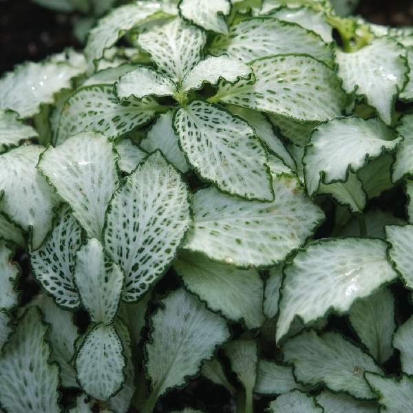 Fittonia Terrarium Builder Bundle – 4 Assorted Rooted Plants Live House Plants