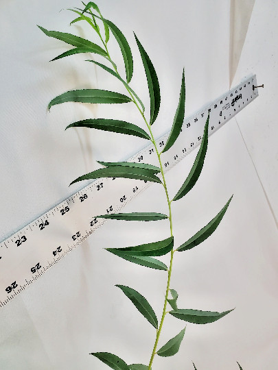 Weeping Willow in Gallon Nursery Pot. Salix Babylonica. Landscape or Pre Bonsai.