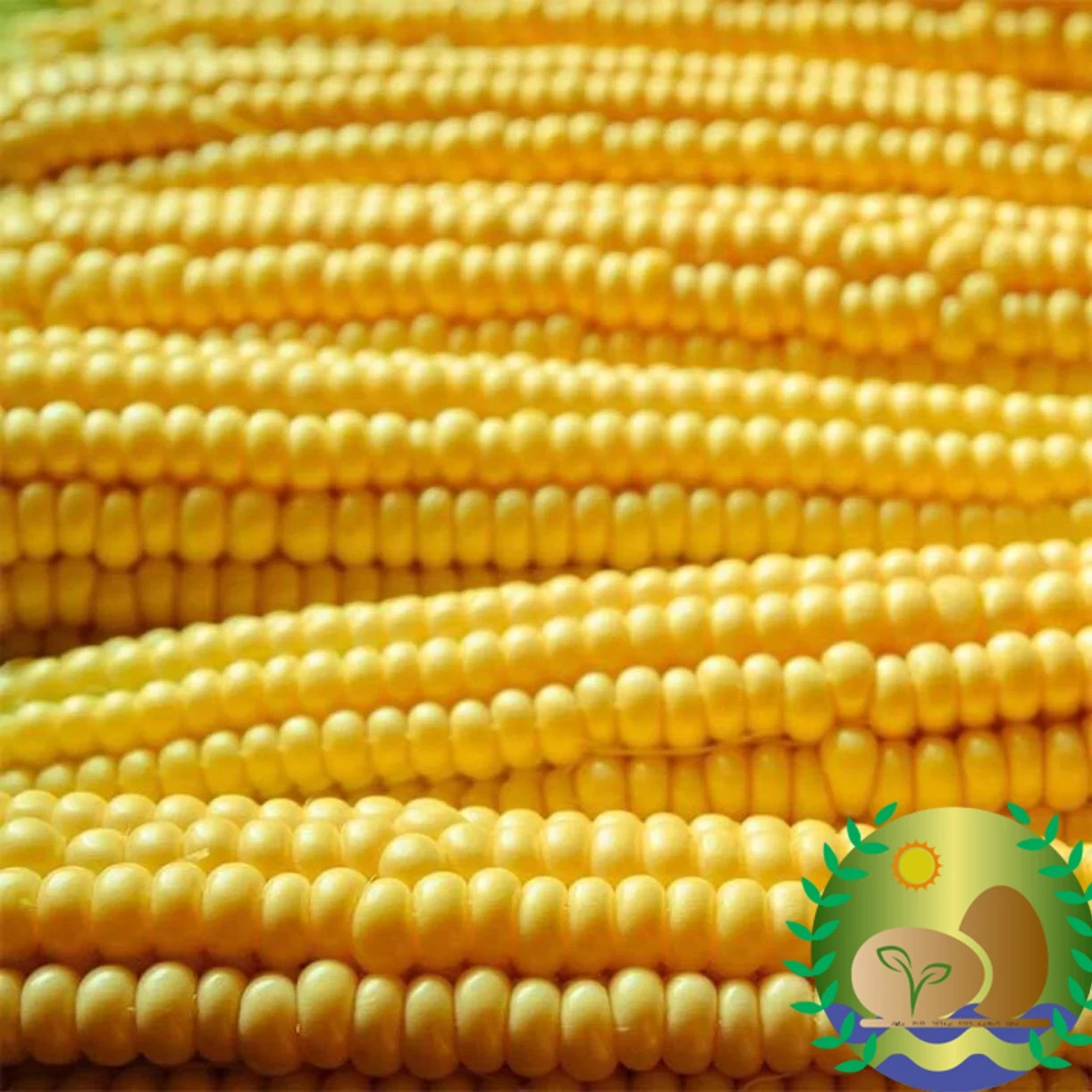 Robust Yellow Hulless Popcorn Seeds | NON-GMO | Hybrid | FREE SHIPPING