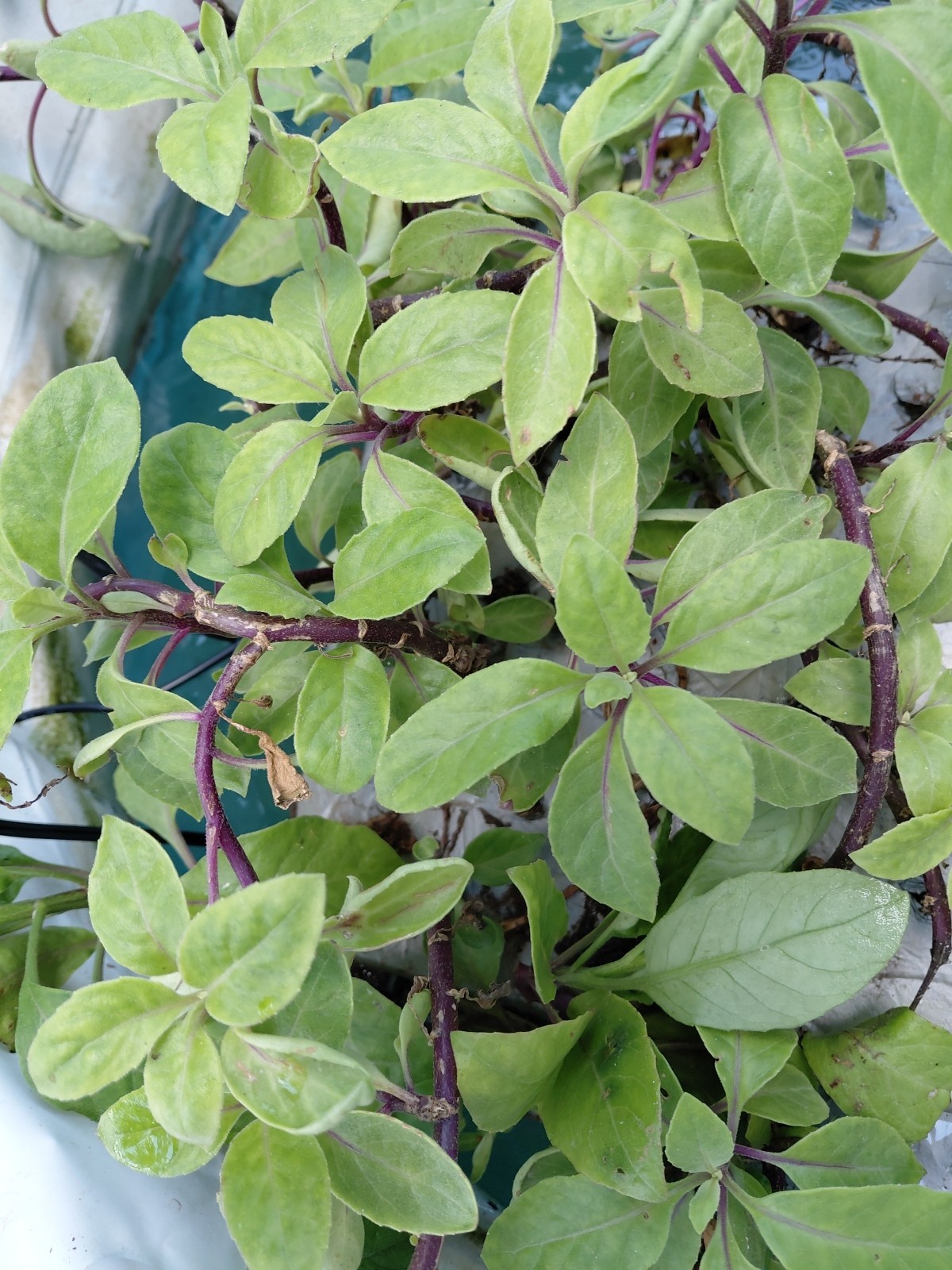 3 Longevity Spinach Gynura Procumbens 4inch Water Culture Rooted Cuttings