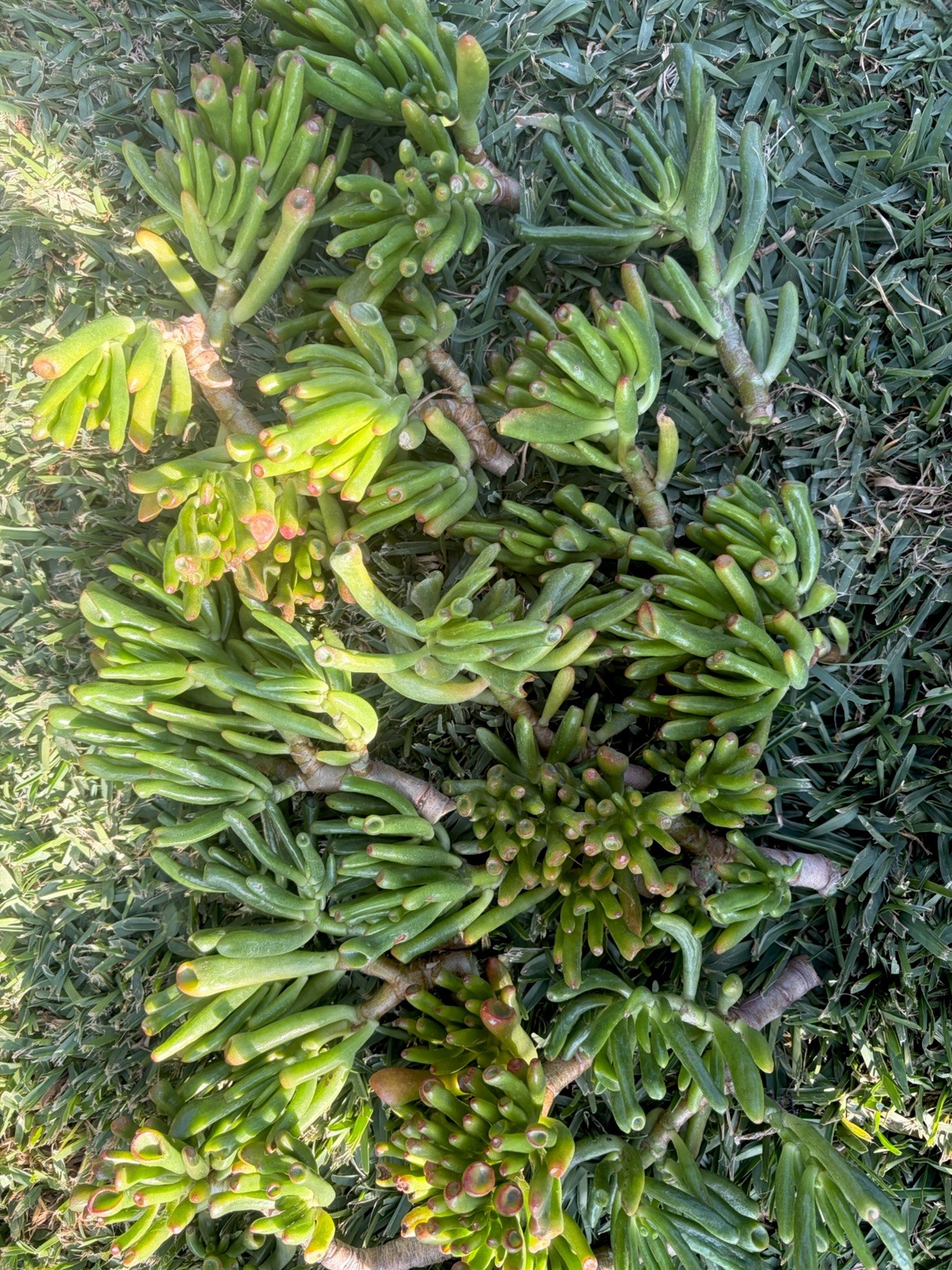 4” Crassula Ovata ‘Gollum’ Jade Succulent Cuttings