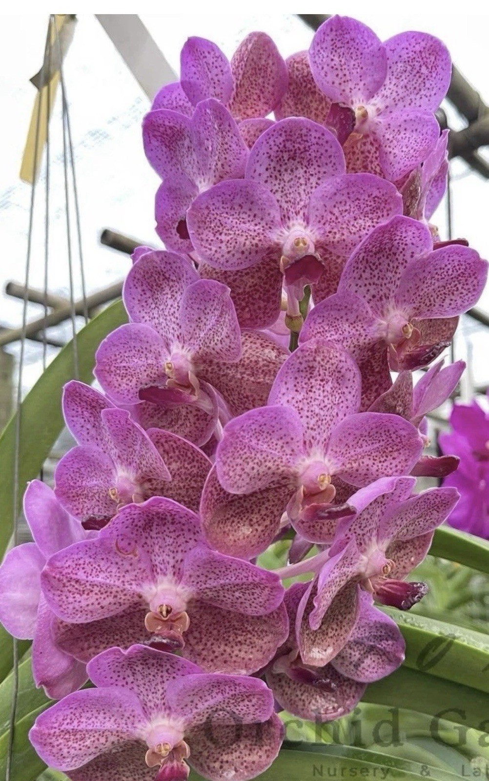 V. Hongsilp X V ceorulea. orchid Seedling