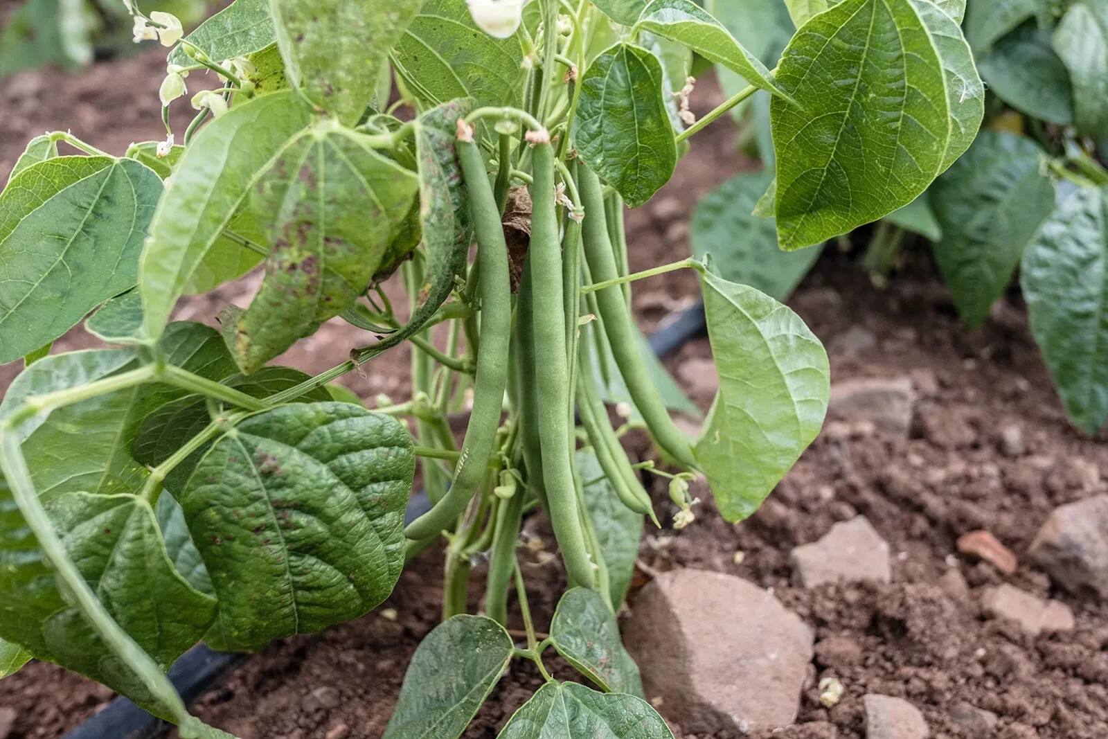 Great Northern Bean Seeds (50) / ORGANIC / FLORIDA GROWN / BUSH BEAN /