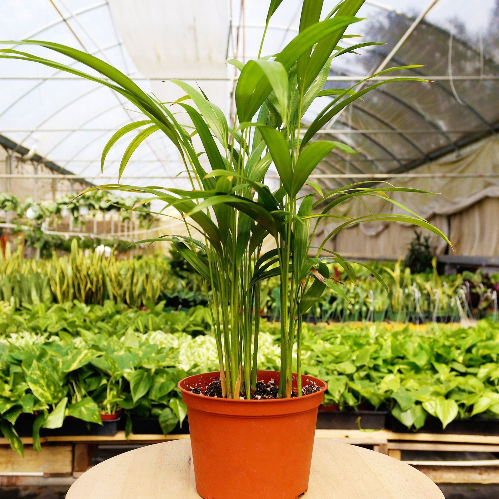 1 Pet Friendly Monthly Subscription Box | Live Plant for Indoor & Outdoor