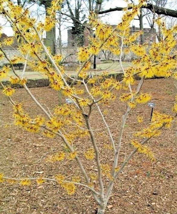 10 BARMSTADT GOLD WITCH HAZEL SEEDS – Hamamelis x intermedia