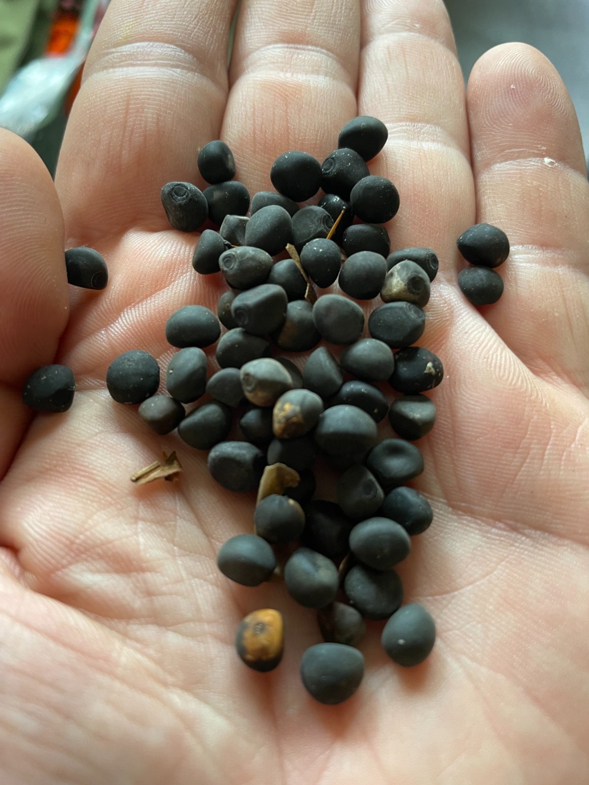 50 Alamo Vine Seeds, sourced from “the Alamo” in San Antonio, Texas