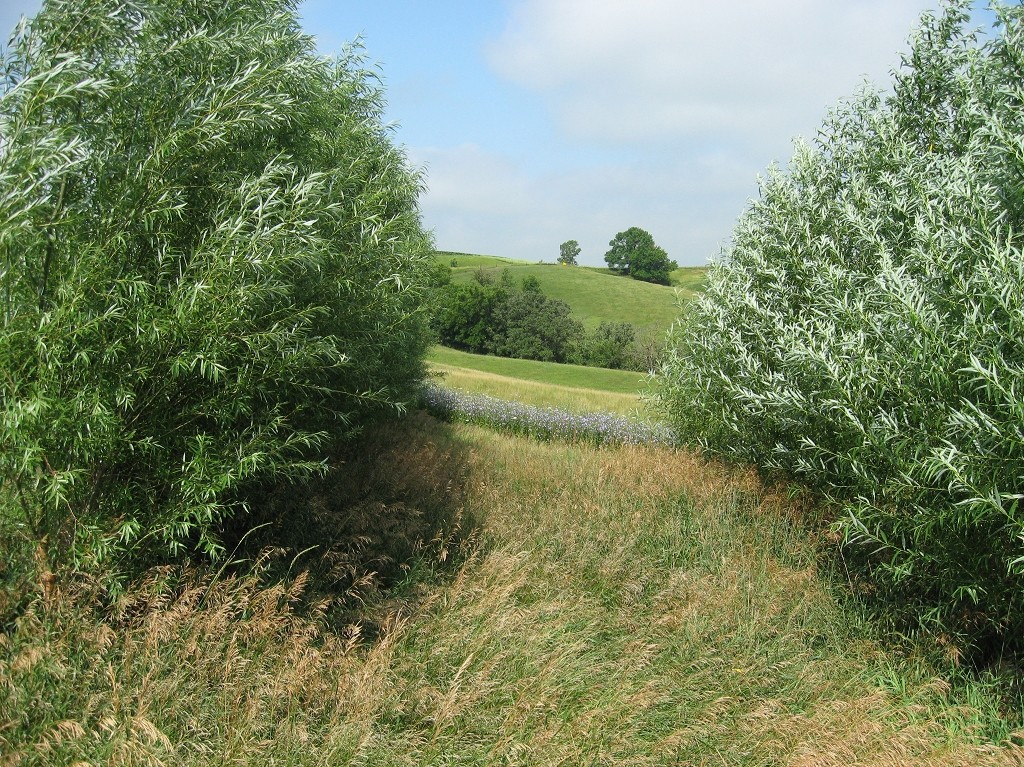 5 Hybrid Aussie Willow Trees – Fast Growing Privacy and Shade – Easy to Grow