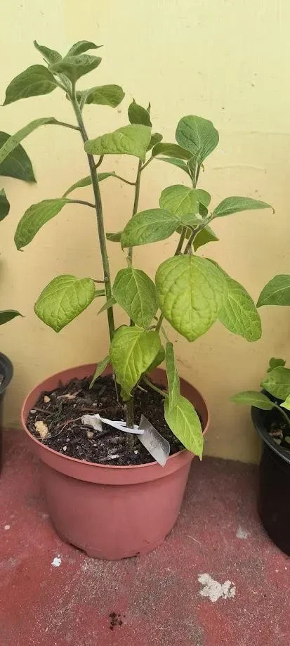 Orange Manzano Pepper Plants