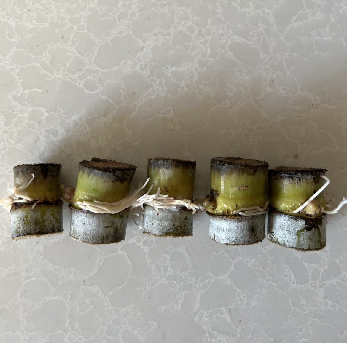 5pcs Rooted Sugarcane Cutting Green Yellow Sugarcane Cutting Ready To Plant