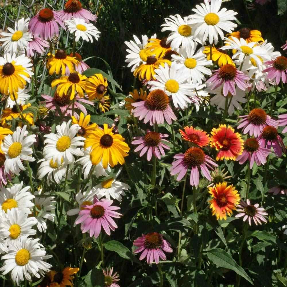5 LBS Perennial wild flower seed from Outsidepride.