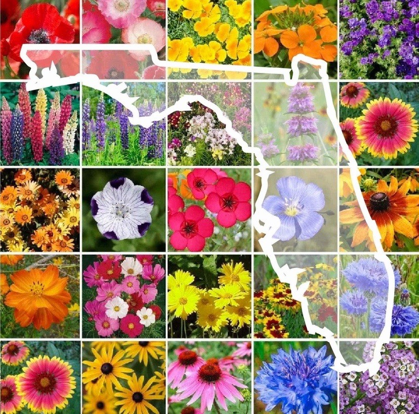 250+ Florida Wildflower Seed Mix- Perennials Annuals Non-GMO USA FAST FREE SHIP