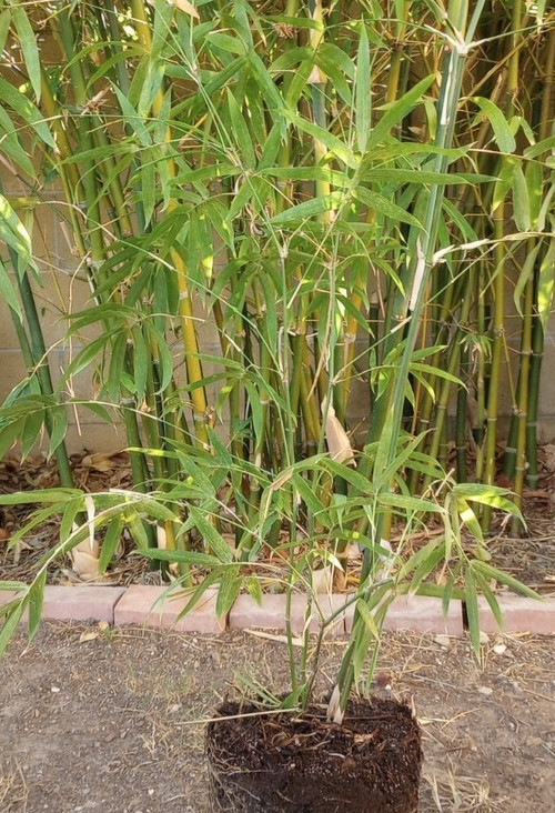clumping bamboo plant 36 in. 1 gallon .grows fast!
