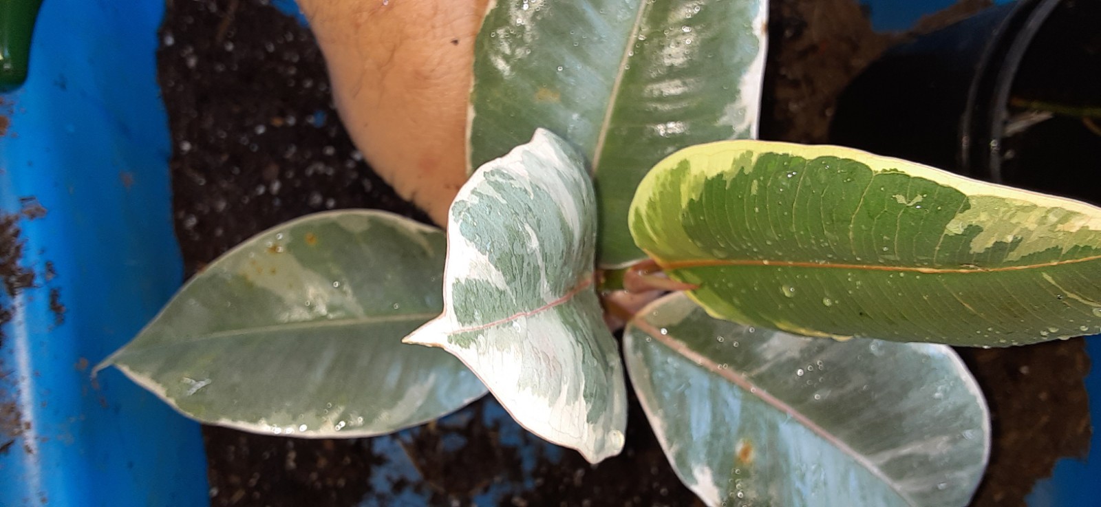 1 Ficus Tineke Live Starter Plant- READ LISTING