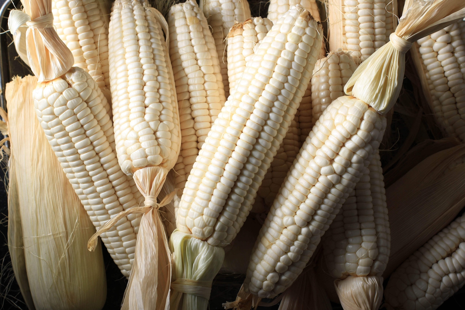 100 COUNTRY GENTLEMAN WHITE CORN Sweet Heirloom Zea Mays Vegetable Seeds *FlatSH