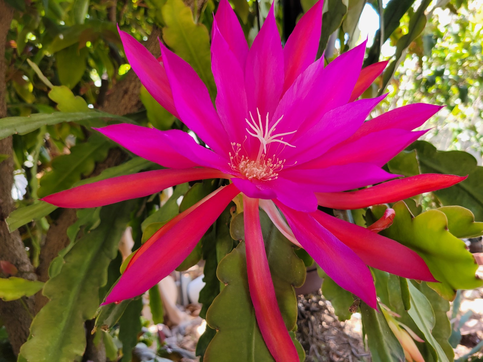Epiphyllum Oriental Dancer Unrooted Cuttings / 8 to 10 inches long / Epicactus