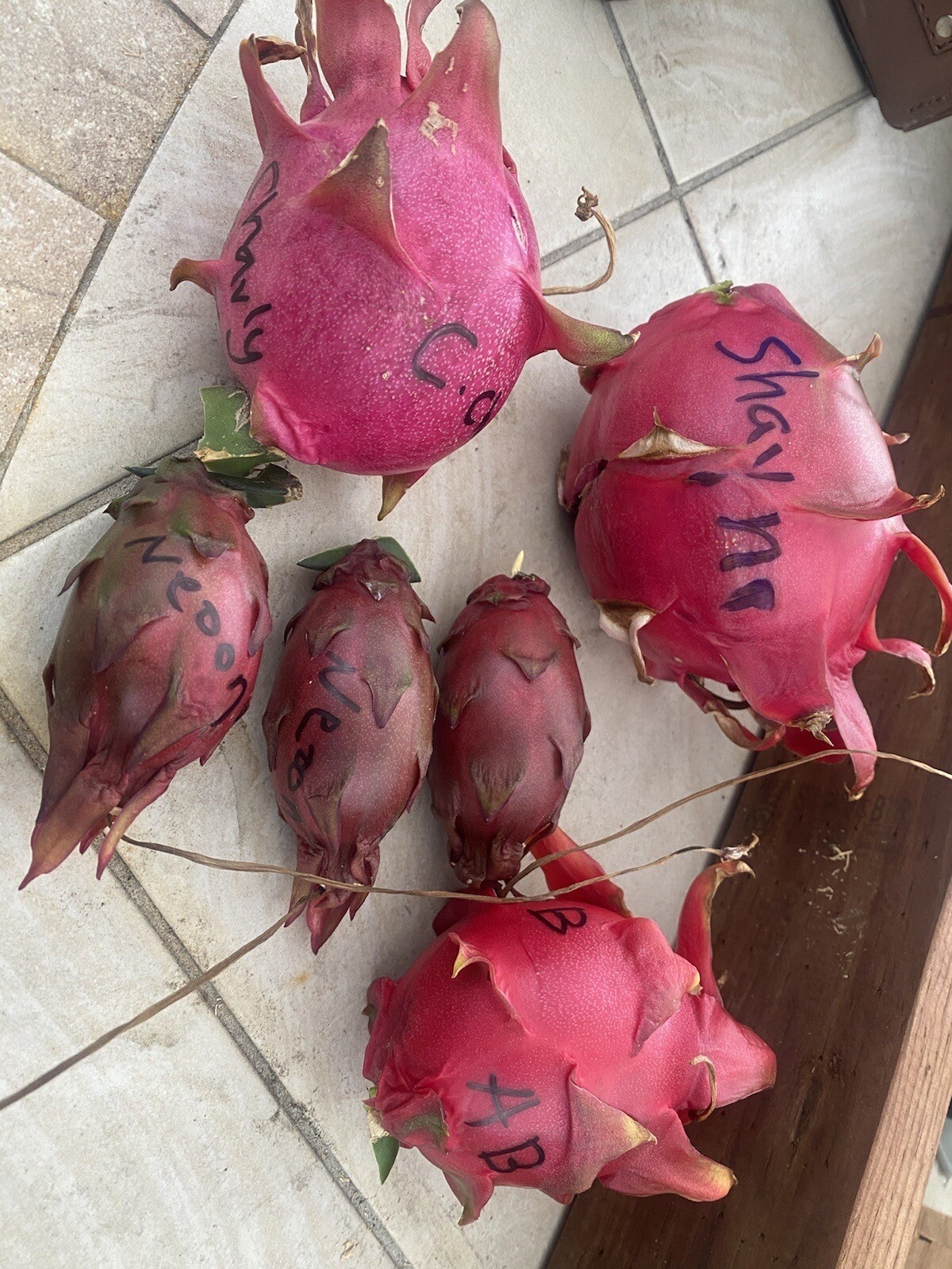 23 Dragon Fruit cuttings 8-12 inches long check The Description ￼ ￼