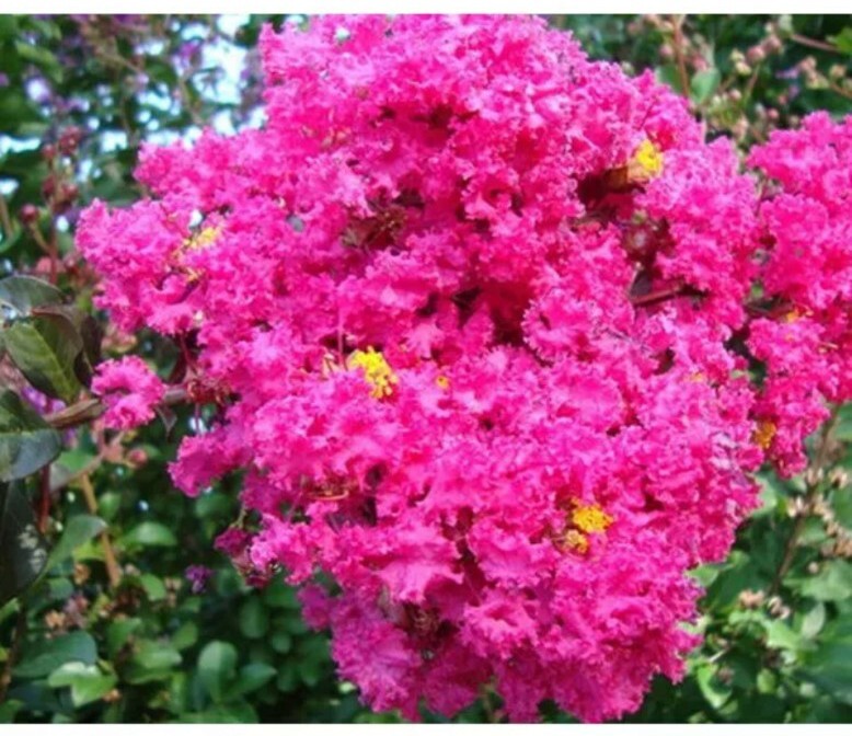 7 Live Clippings Cuttings Pink Crape Myrtle (Lagerstroemia indica) Organic